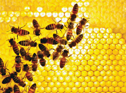 A group of bees